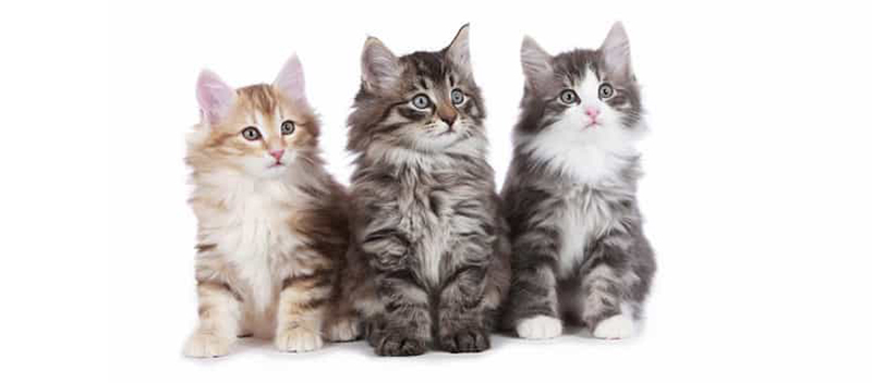 Norwegian Forest Kittens For Sale